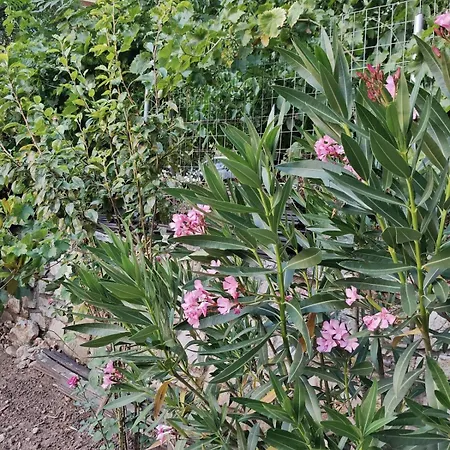 Lägenhet Mountain View *