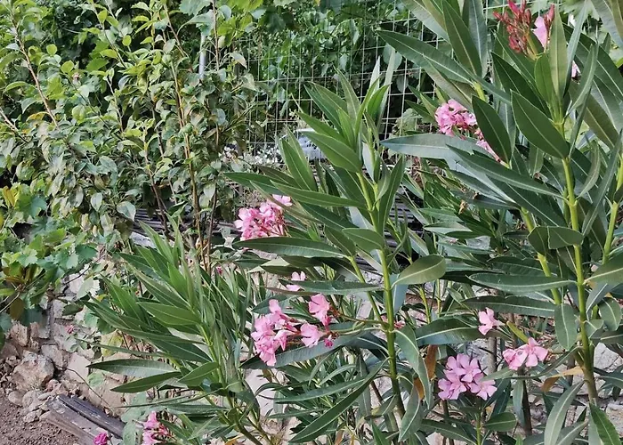 Appartement Mountain View *